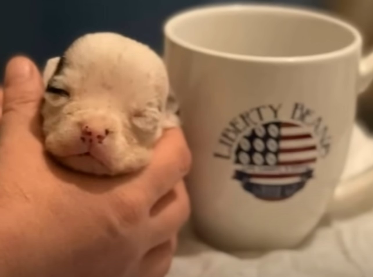 the puppy is sleeping in the man's hand