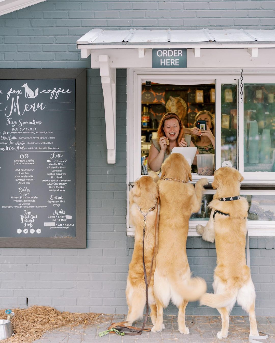 three Golden Retievers