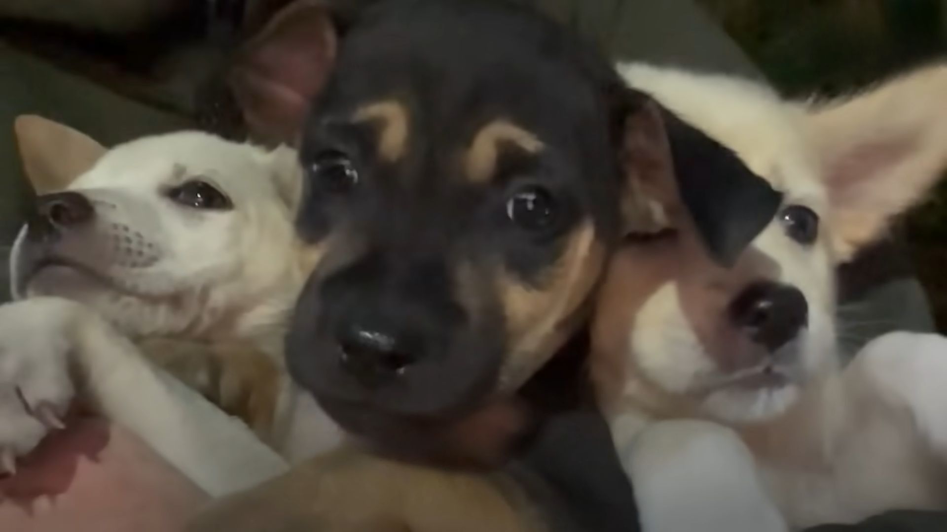 three cute puppies