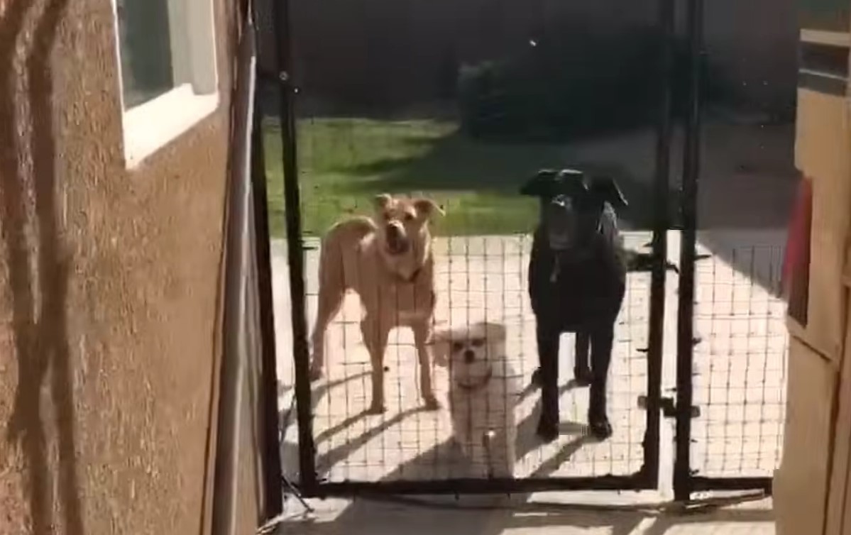 three dogs behind the fence