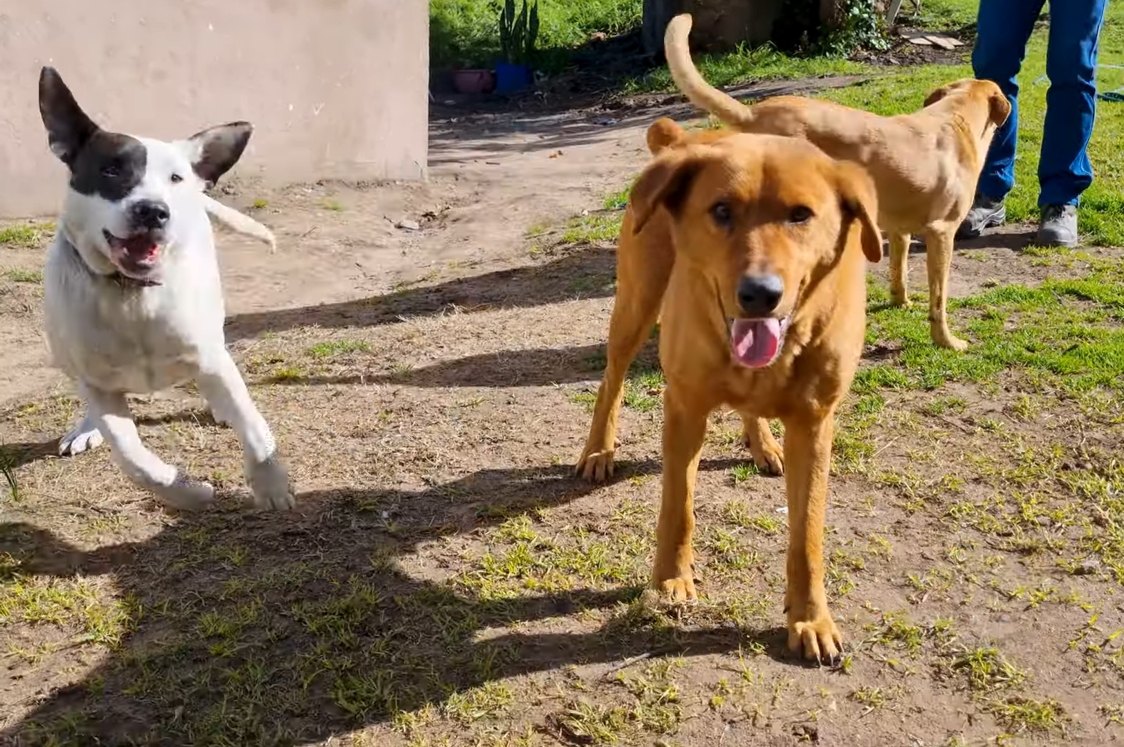 three dogs in the yard