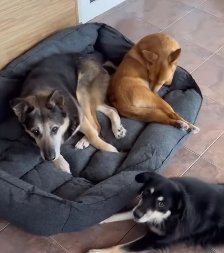 three dogs lying together