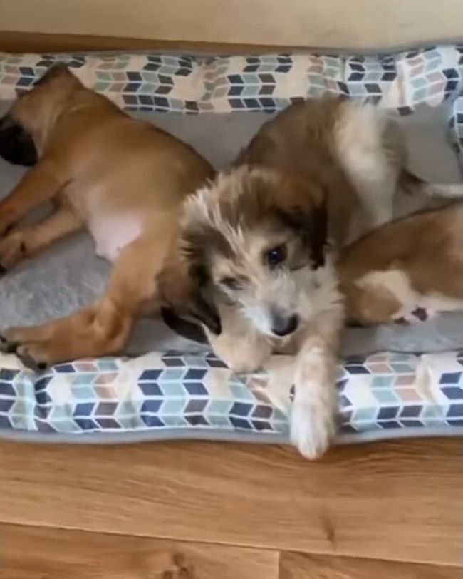 three dogs lying together in bed