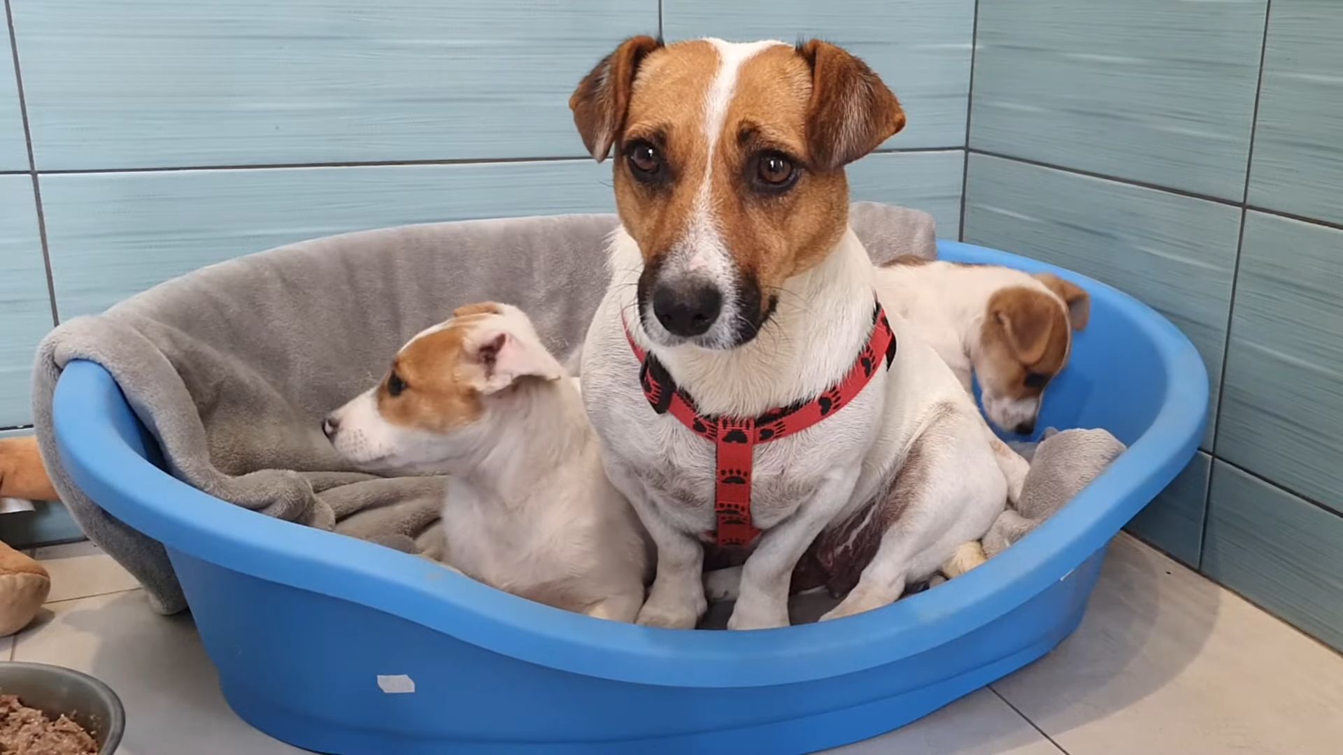 three dogs lying together