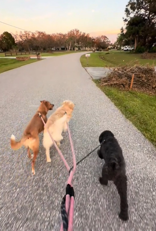 three dogs on a leash