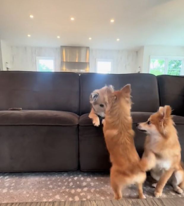 three dogs on the couch