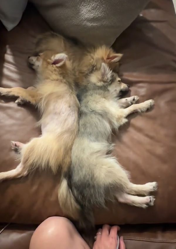 three dogs sleeping together