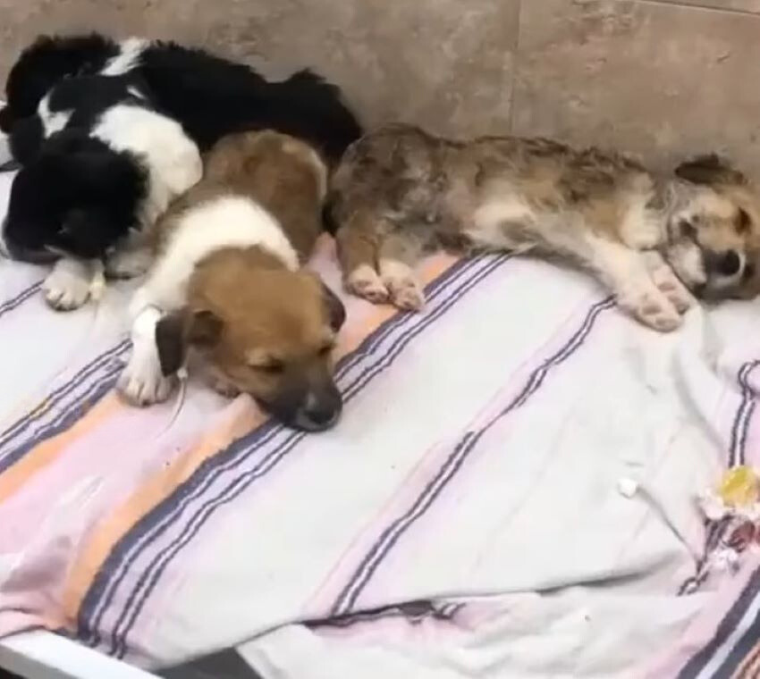 three dogs sleeping