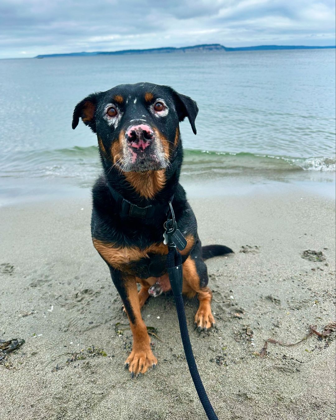 three legged dog at the beach