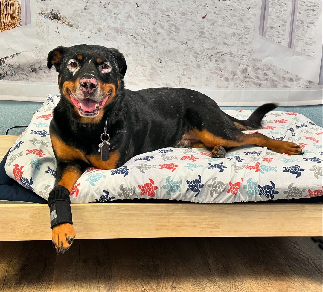 three legged dog lying on bed