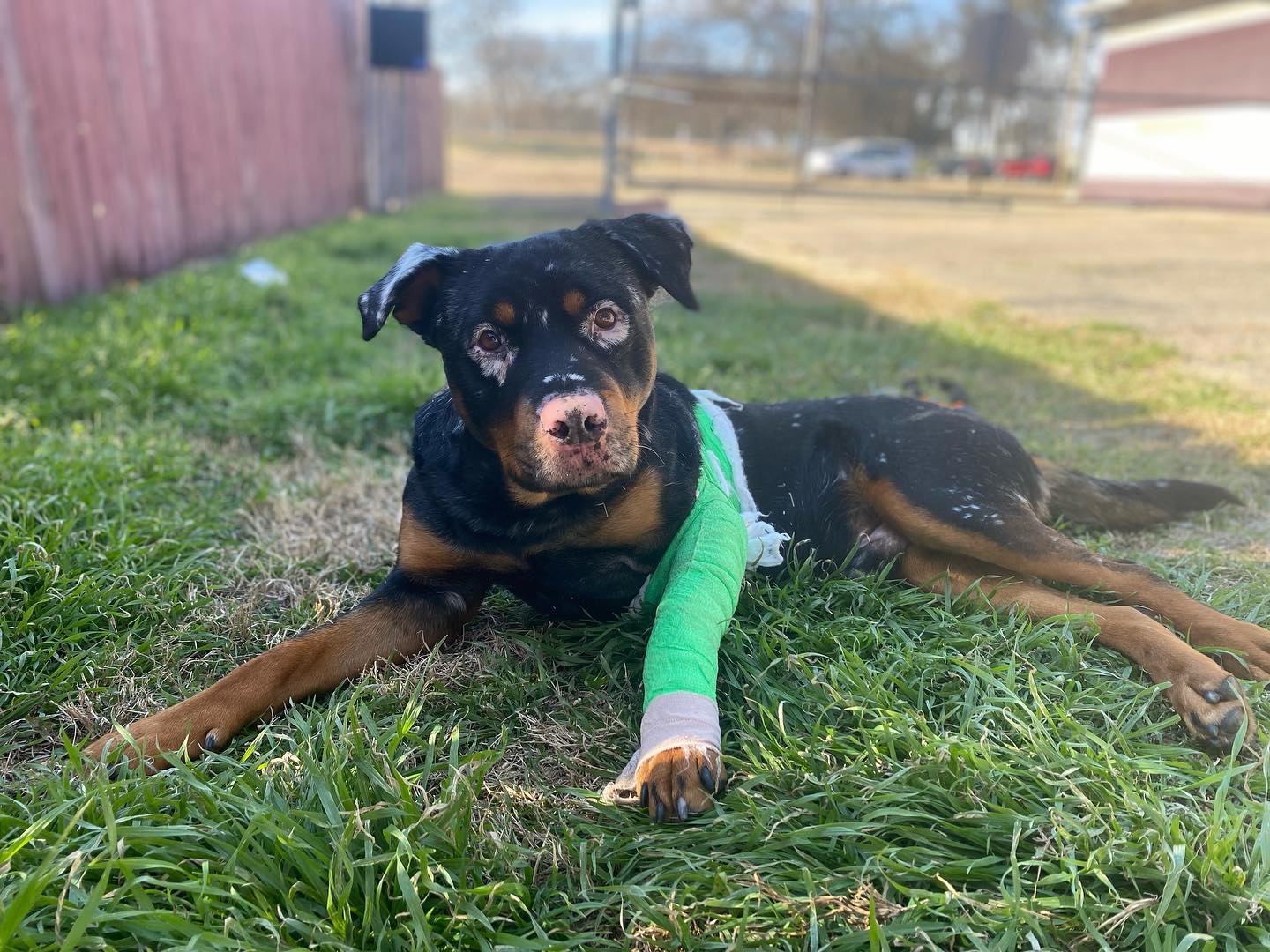 three legged dog lying on grass