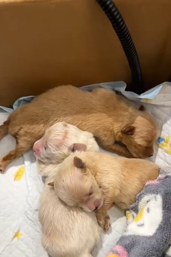 three puppies are sleeping