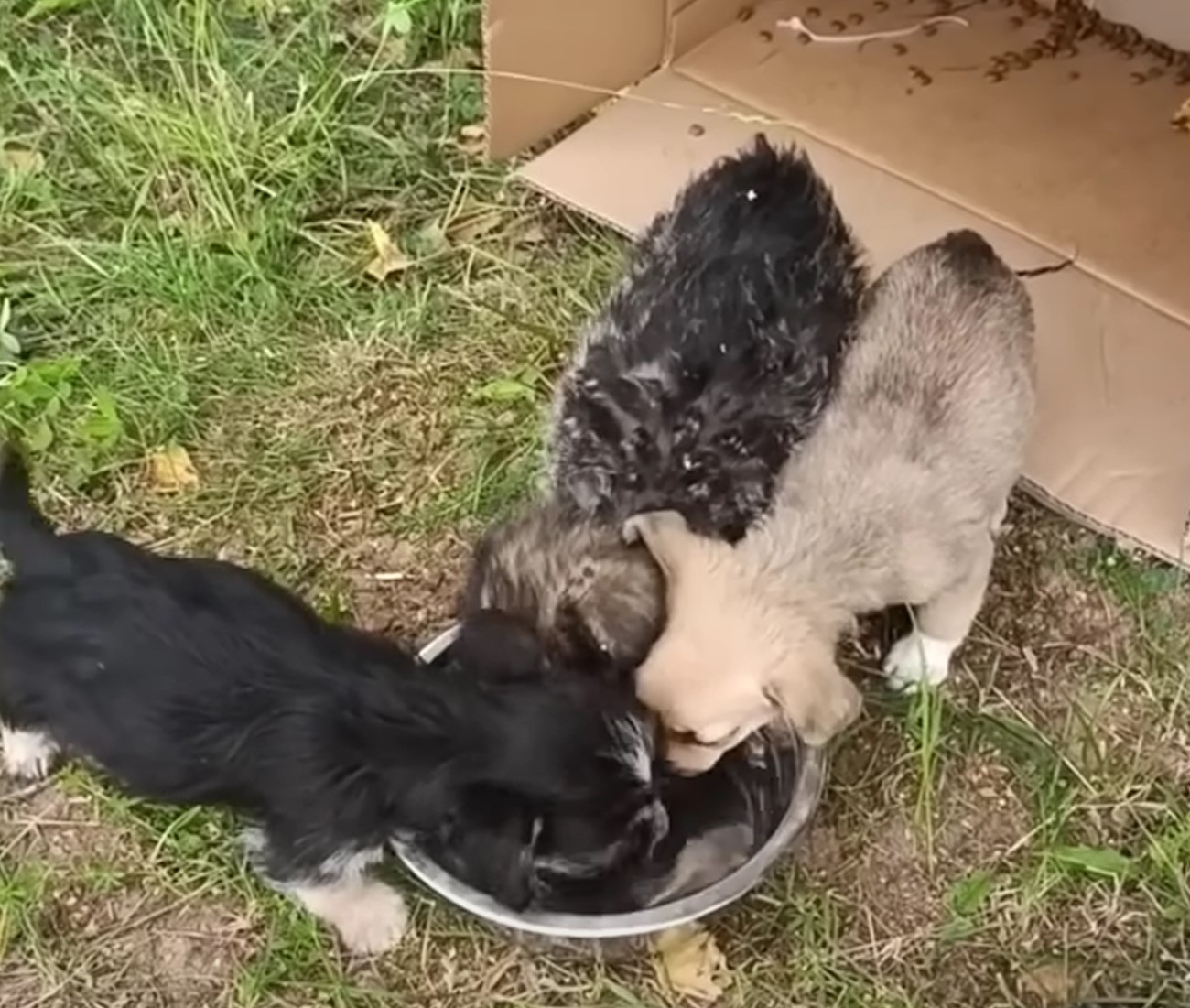 three puppies drinking water from a bowl