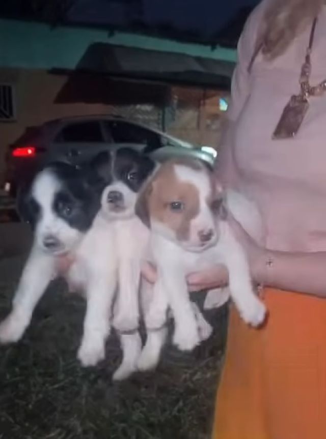 three puppies in the hands of a man