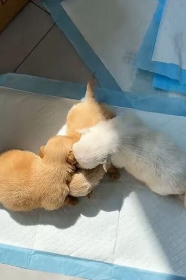 three puppies on a white mat