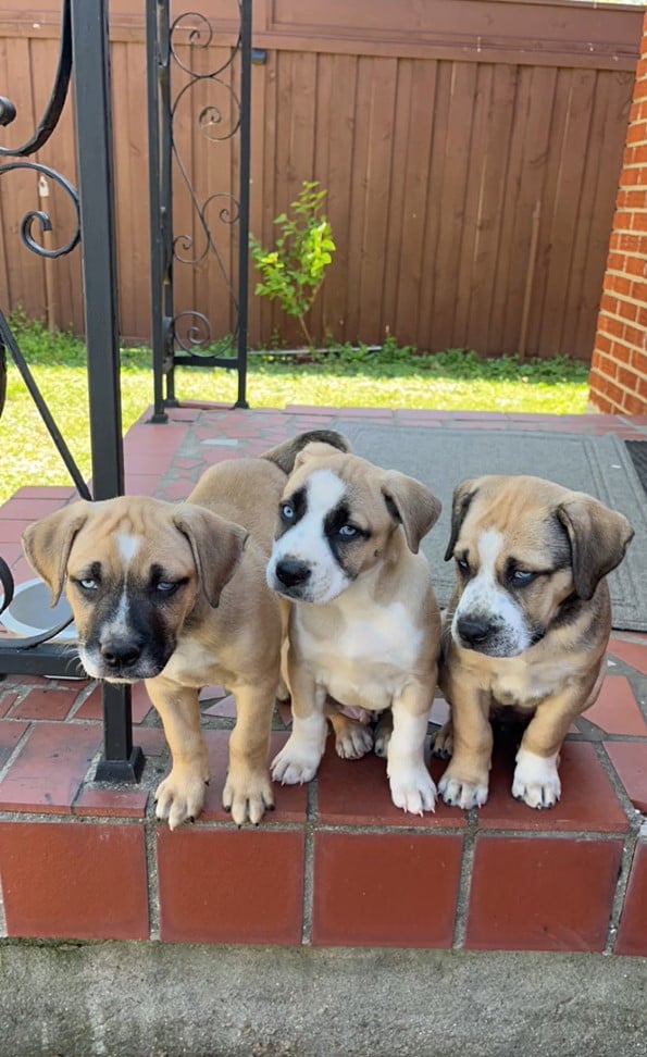 three puppies on porch