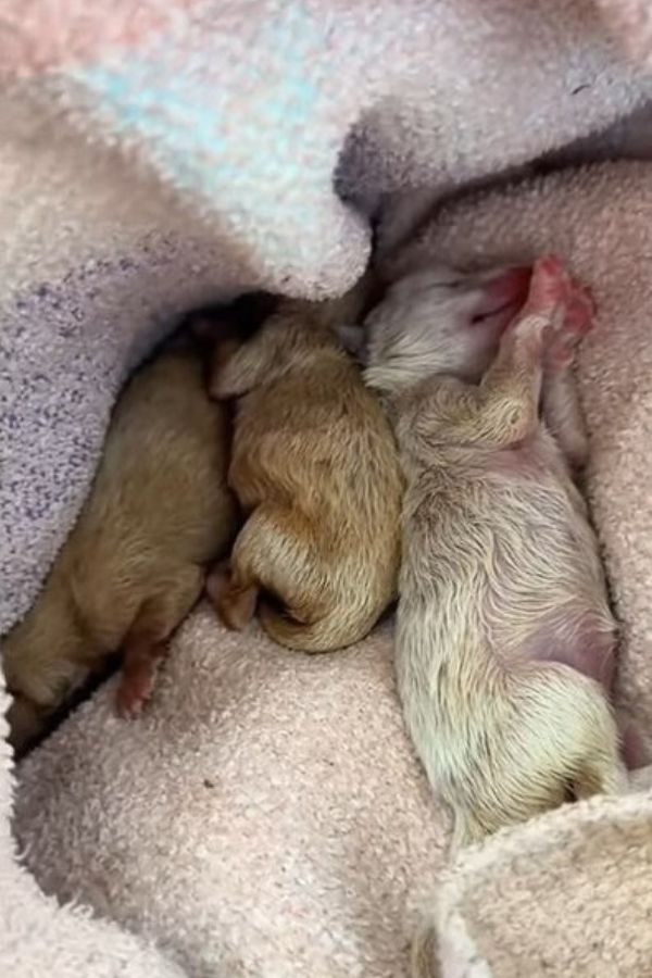 three puppies sleep next to each other