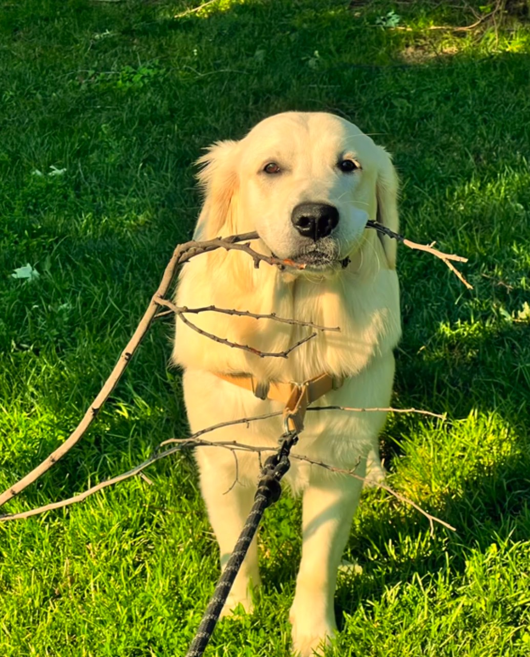 tied dog carrying a piece of wood in mouth