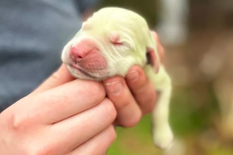 tiny pitbull puppy with green fur