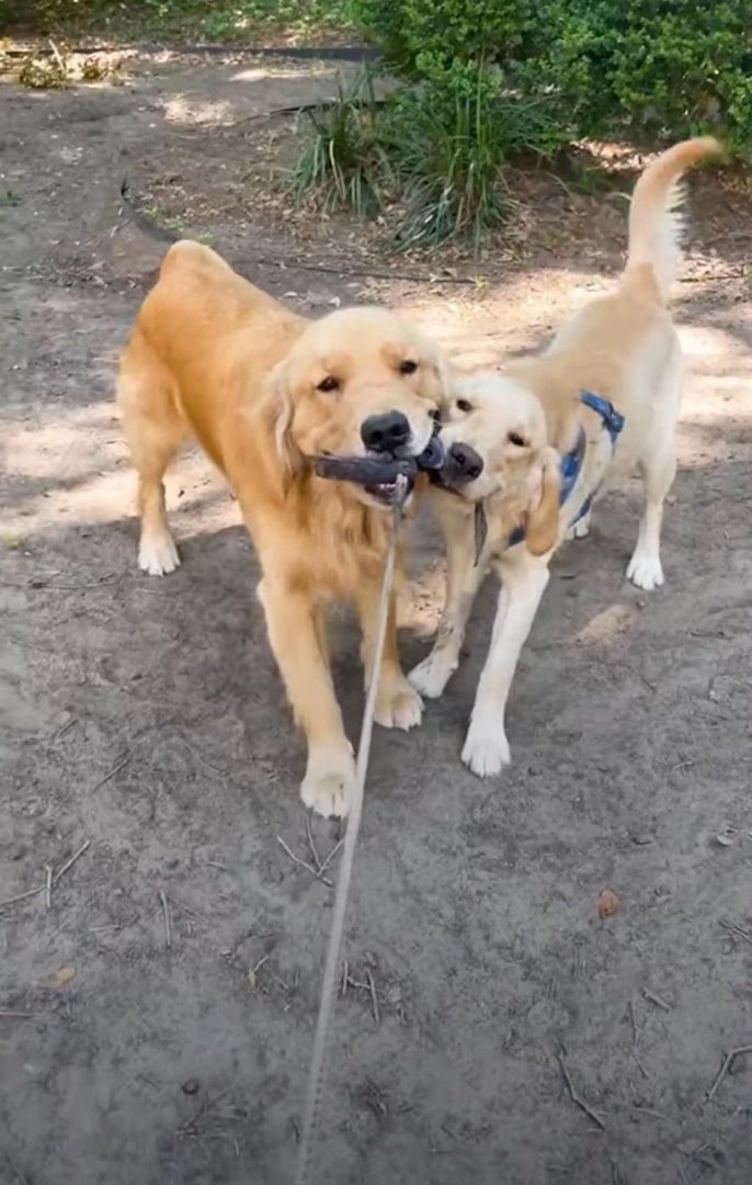 two cute Golden Retrievers