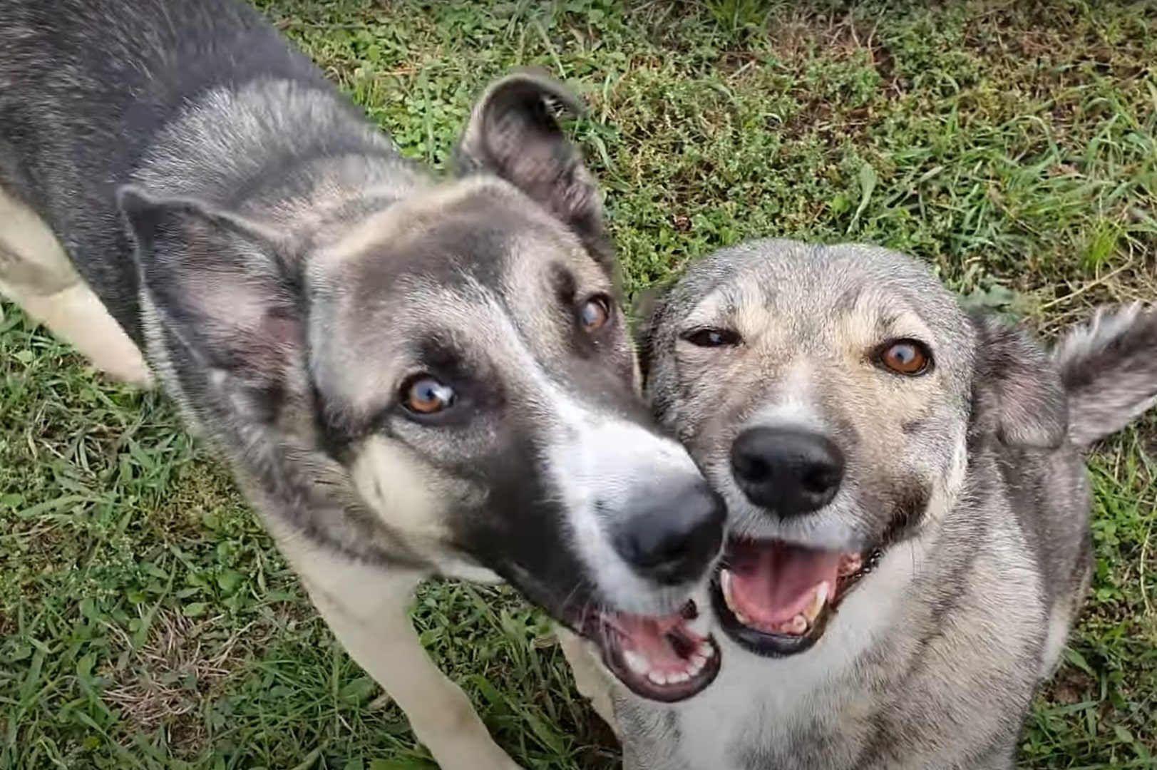 two cute dogs