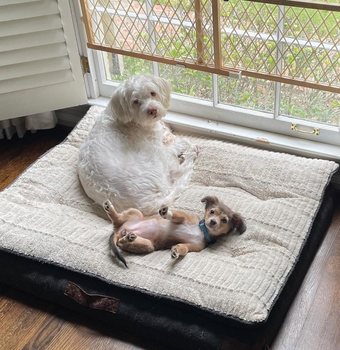 two dogs are lying on the mattres