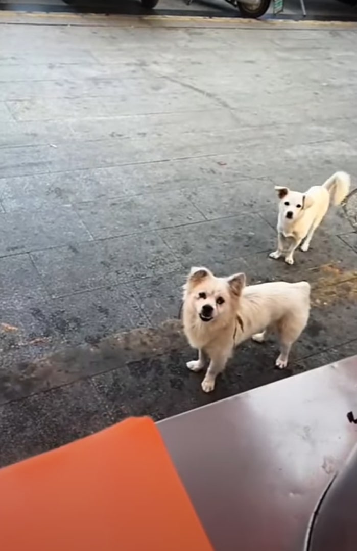 two dogs begging for food