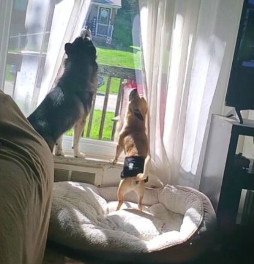 two dogs howling by the window