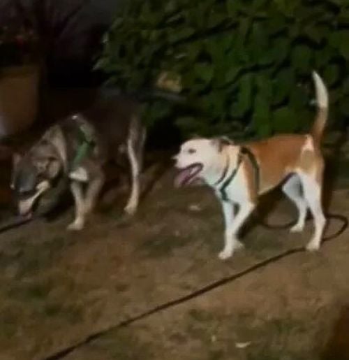 two dogs in the garden on a leash