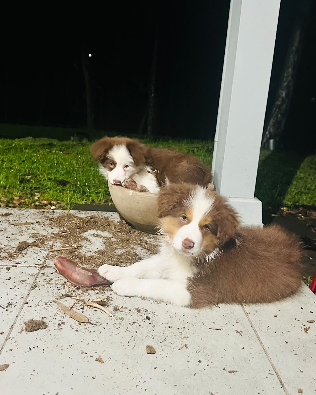 two dogs laying in front of house