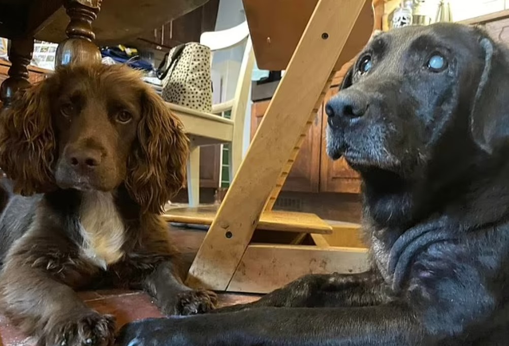 two dogs lying next to each other