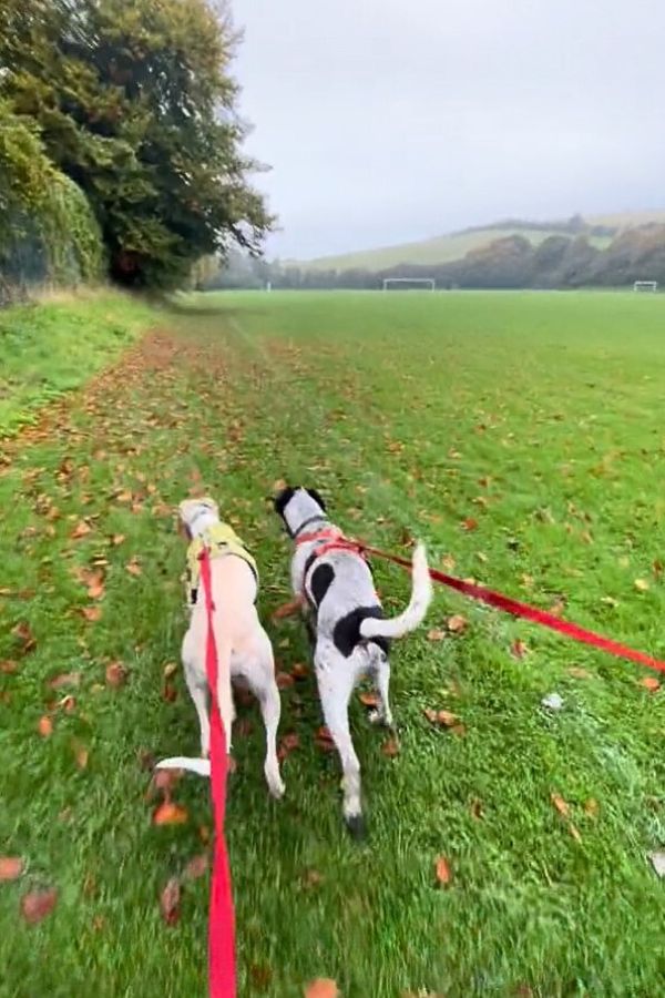 two dogs on a walk