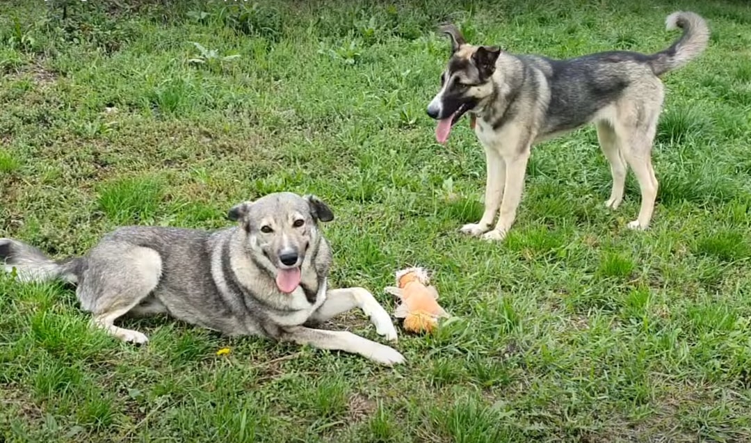 two dogs on grass with toy