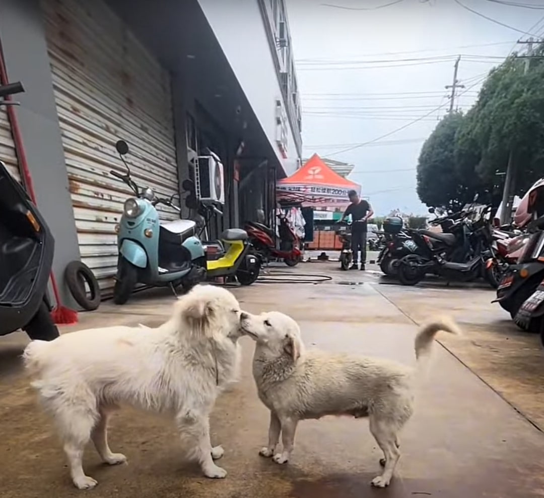 two dogs on the street