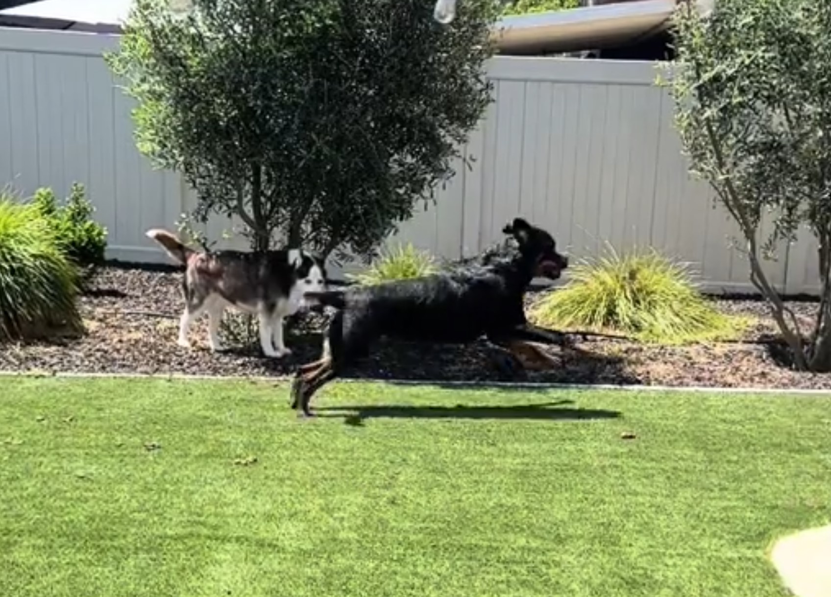 two dogs playing in the yard