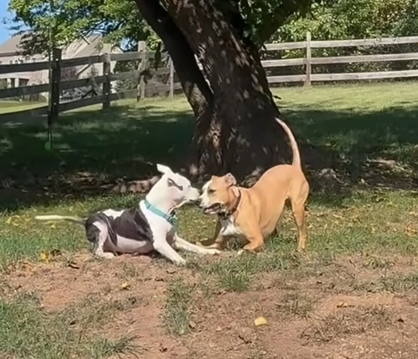 two dogs playing in the yard