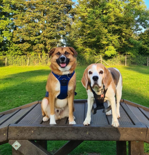 two dogs standing on a wooden play mat