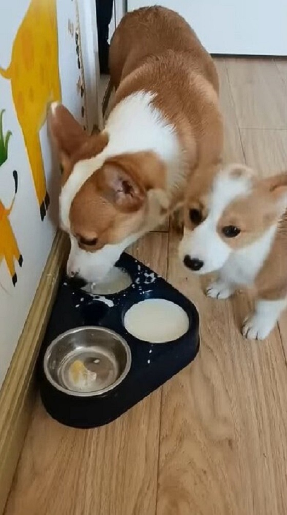 two puppies eating