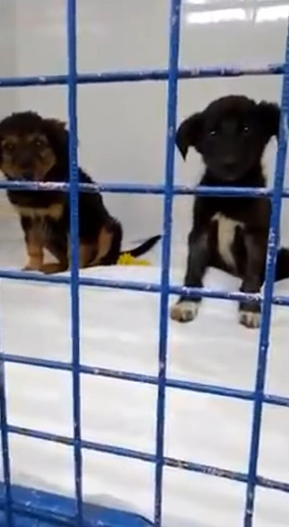 two puppies in a kennel