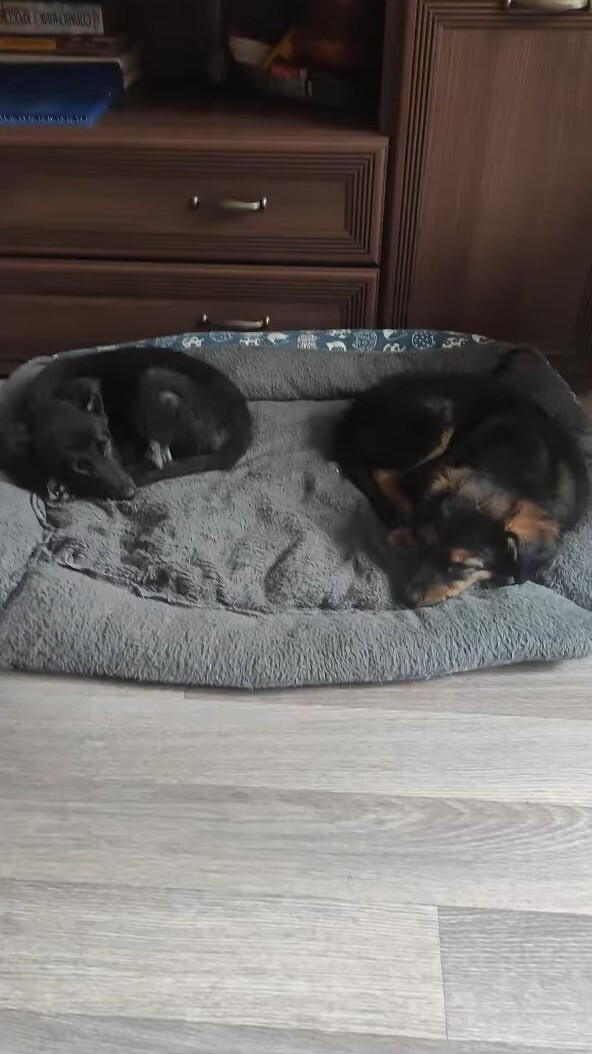 two puppies lying on a dog bed