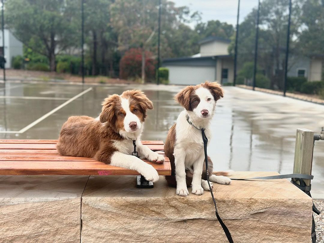 two very cute dogs