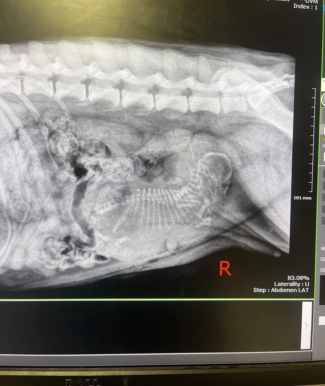 ultrasound of dogs woumb