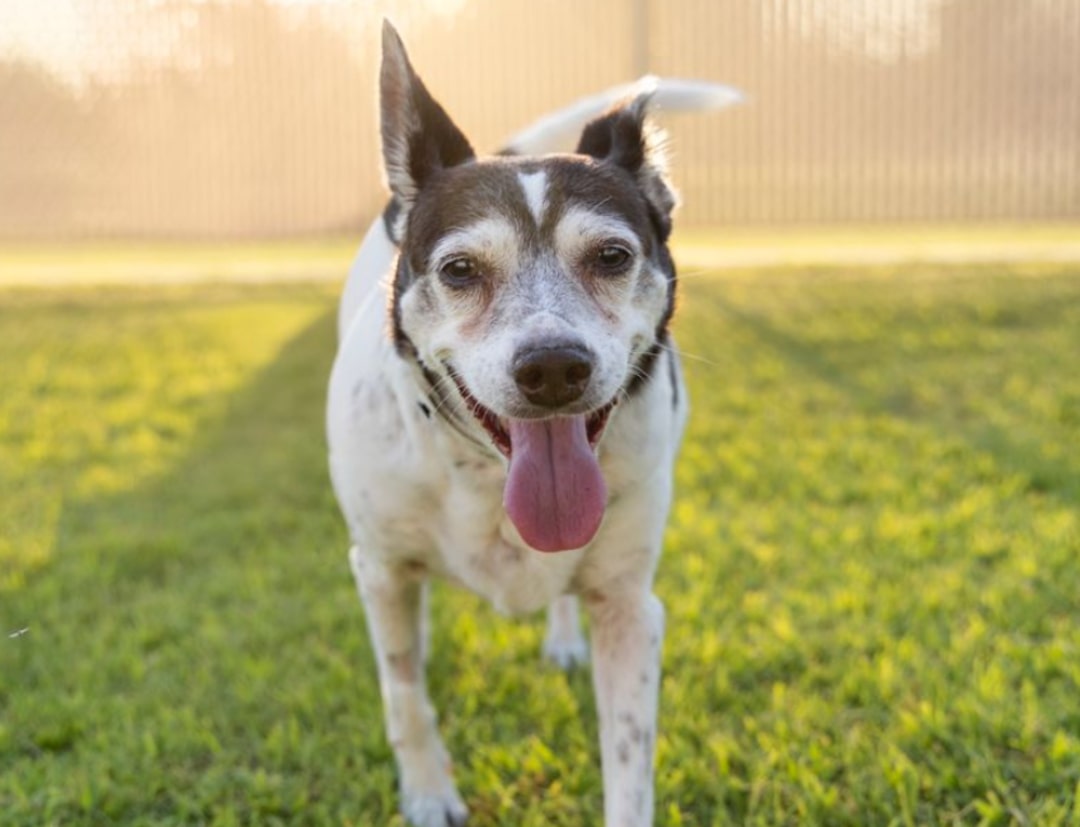 very happy dog