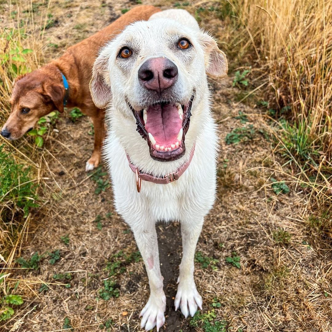 very happy dog