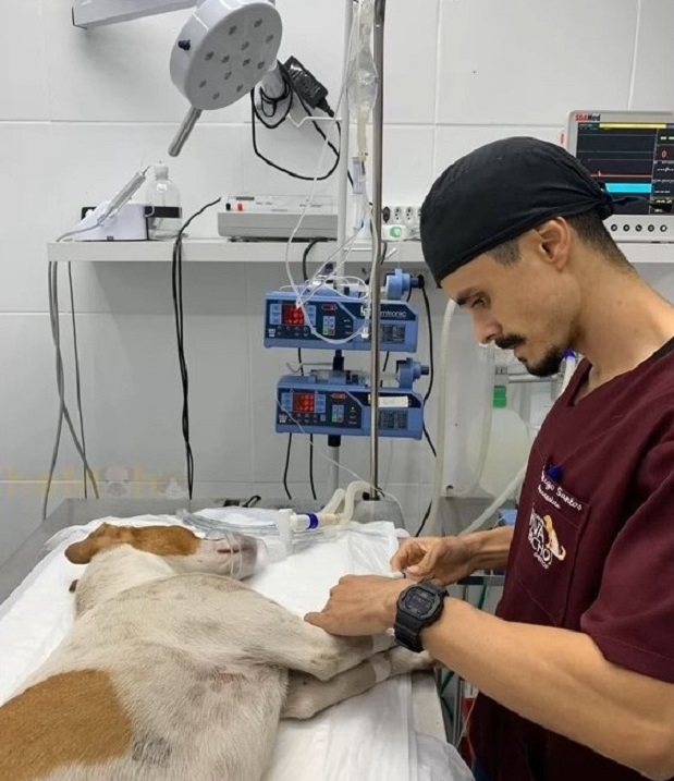 vet and dog