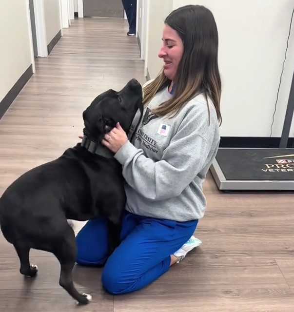 vet petting the dog