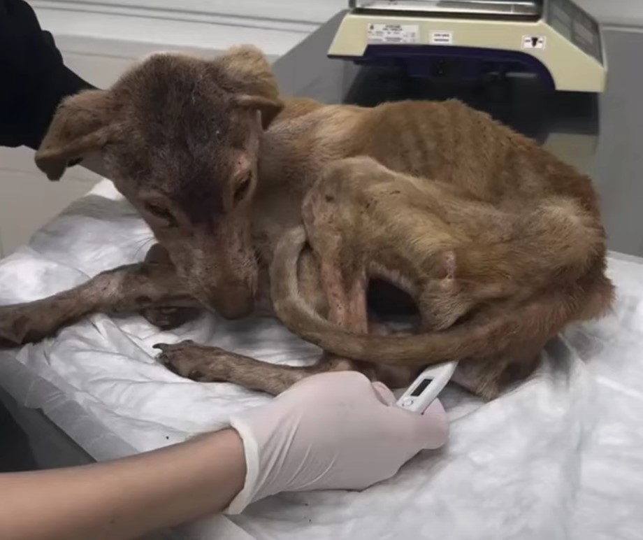 veterinarian taking dog's temperature