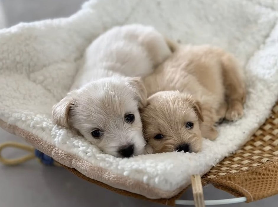 white and brown puppy