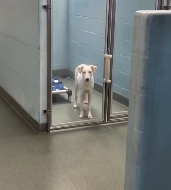 white dog locked up in a shelter