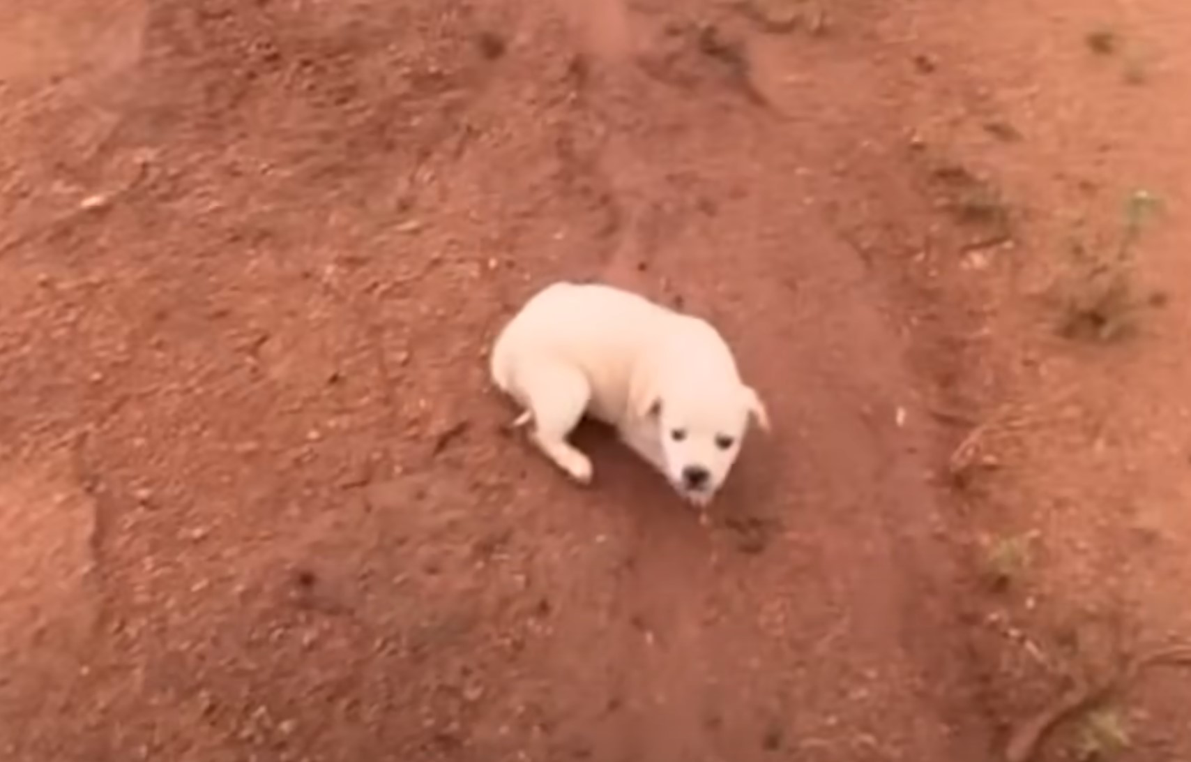 white dog on red sand